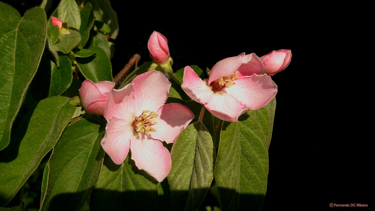 1600-marmeleiro.jpg 1600-marmeleiro.jpg