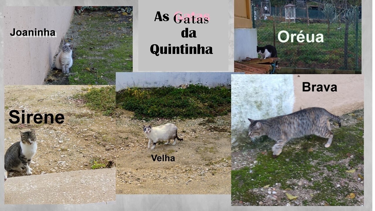 gatasdaquintinha.jpeg