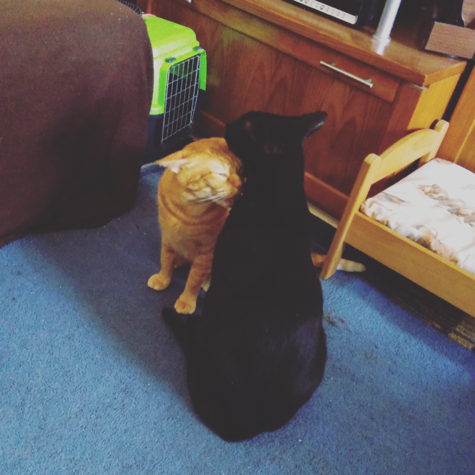 IMG_20200717_135352_895.jpg IMG_20200717_135352_895.jpg