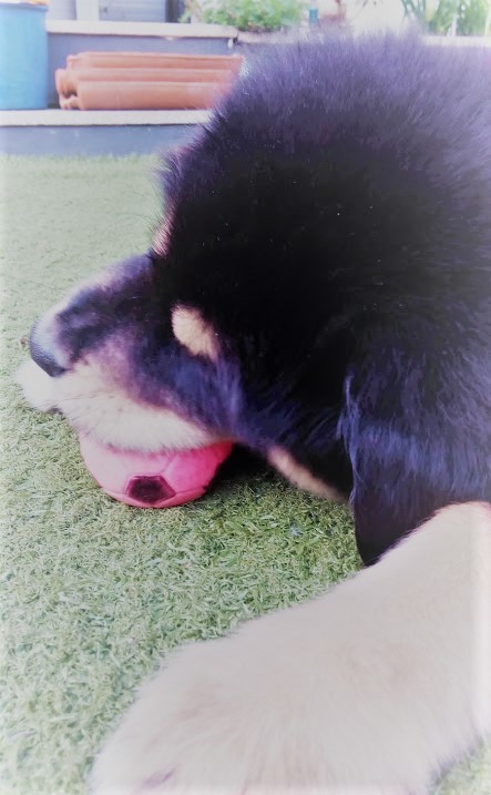 Nao_me_canso_disto_Eevee.jpg Nao_me_canso_disto_Eevee.jpg