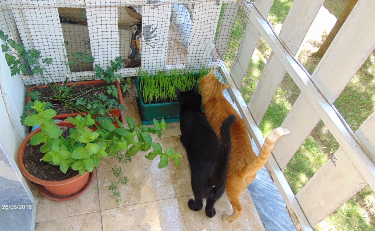 nemasdeixam.JPG nemasdeixam.JPG