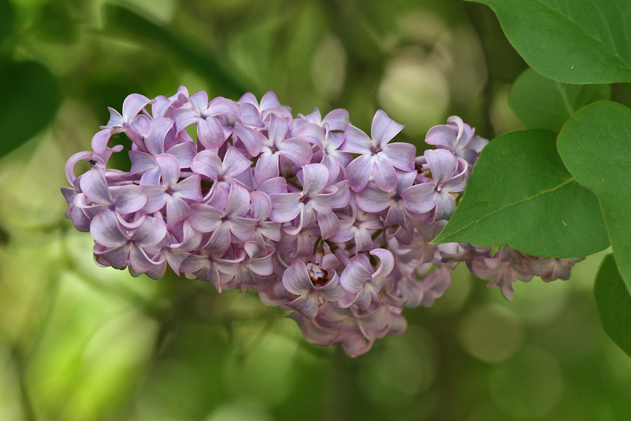 Lilac_Flower&Leaves,_SC,_Vic,_13.10.2007.jpg Lilac_Flower&Leaves,_SC,_Vic,_13.10.2007.jpg
