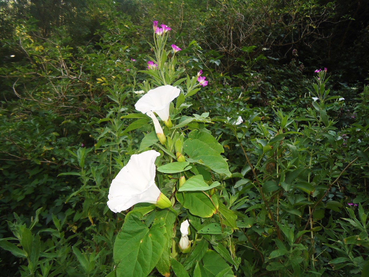 cascatas de anços 060.JPG cascatas de anços 060.JPG