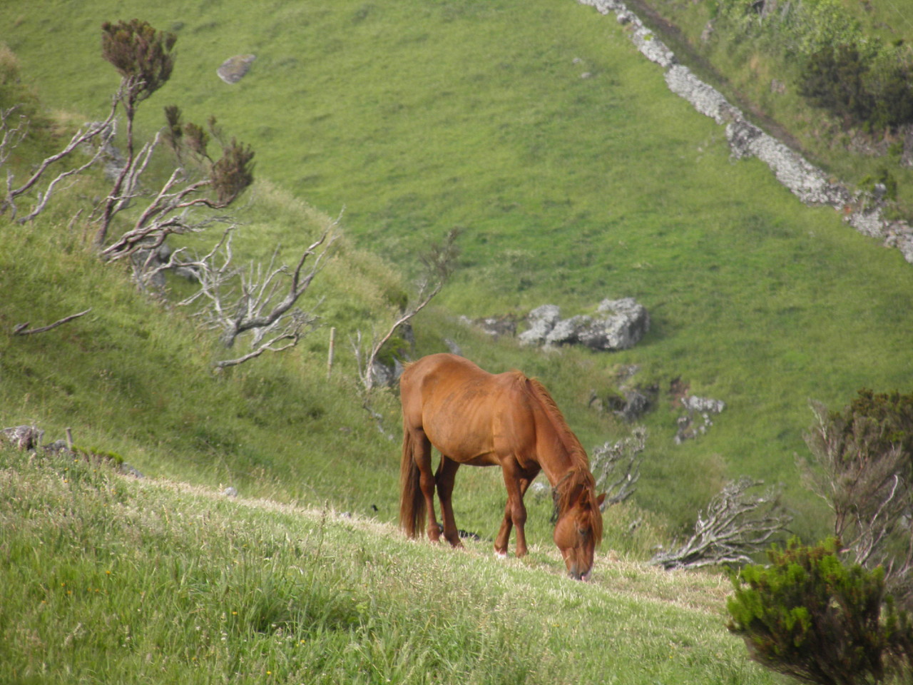 Ponta do Albarnaz, Flores (10).JPG