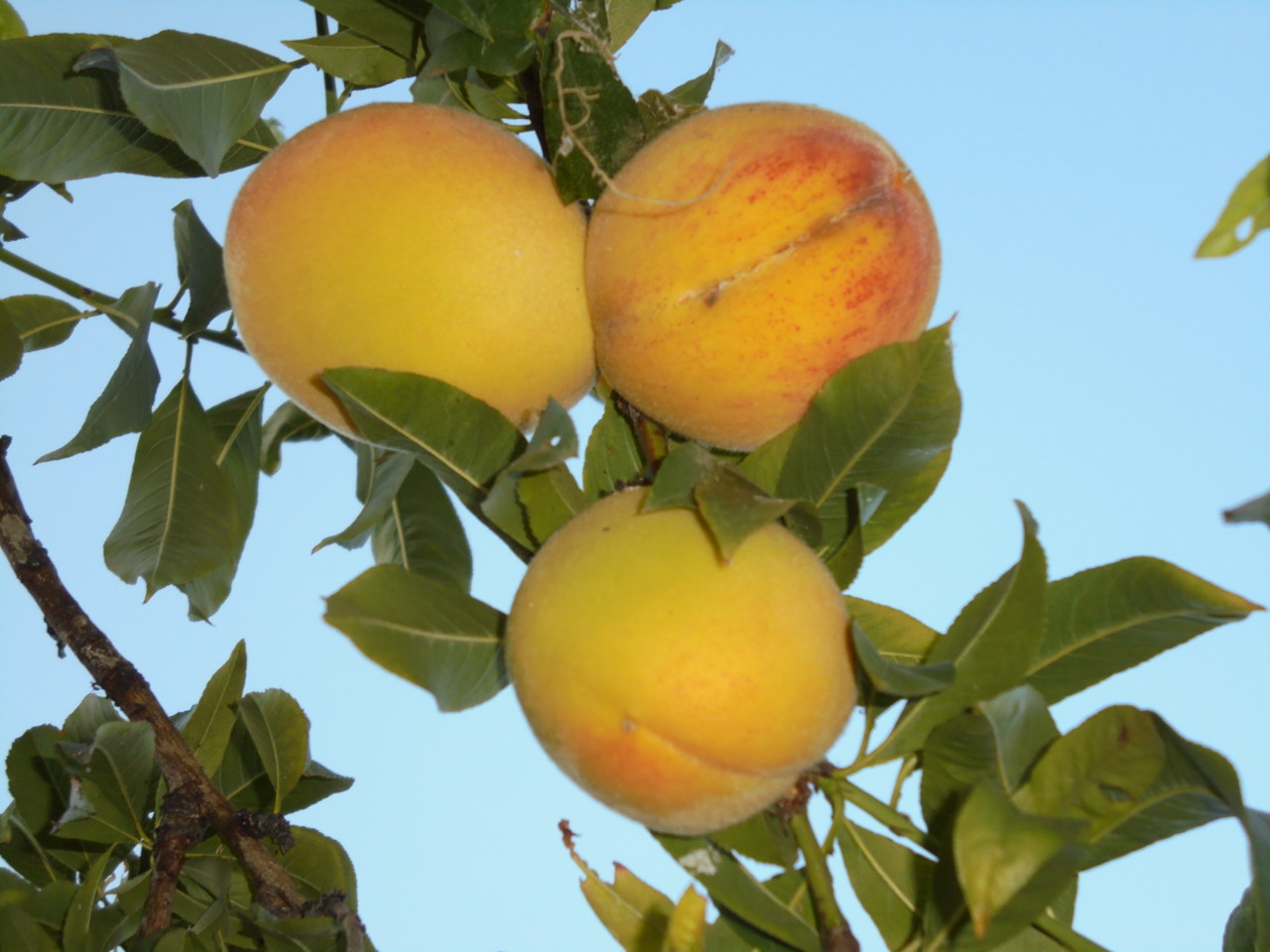 Pêssegos.JPG