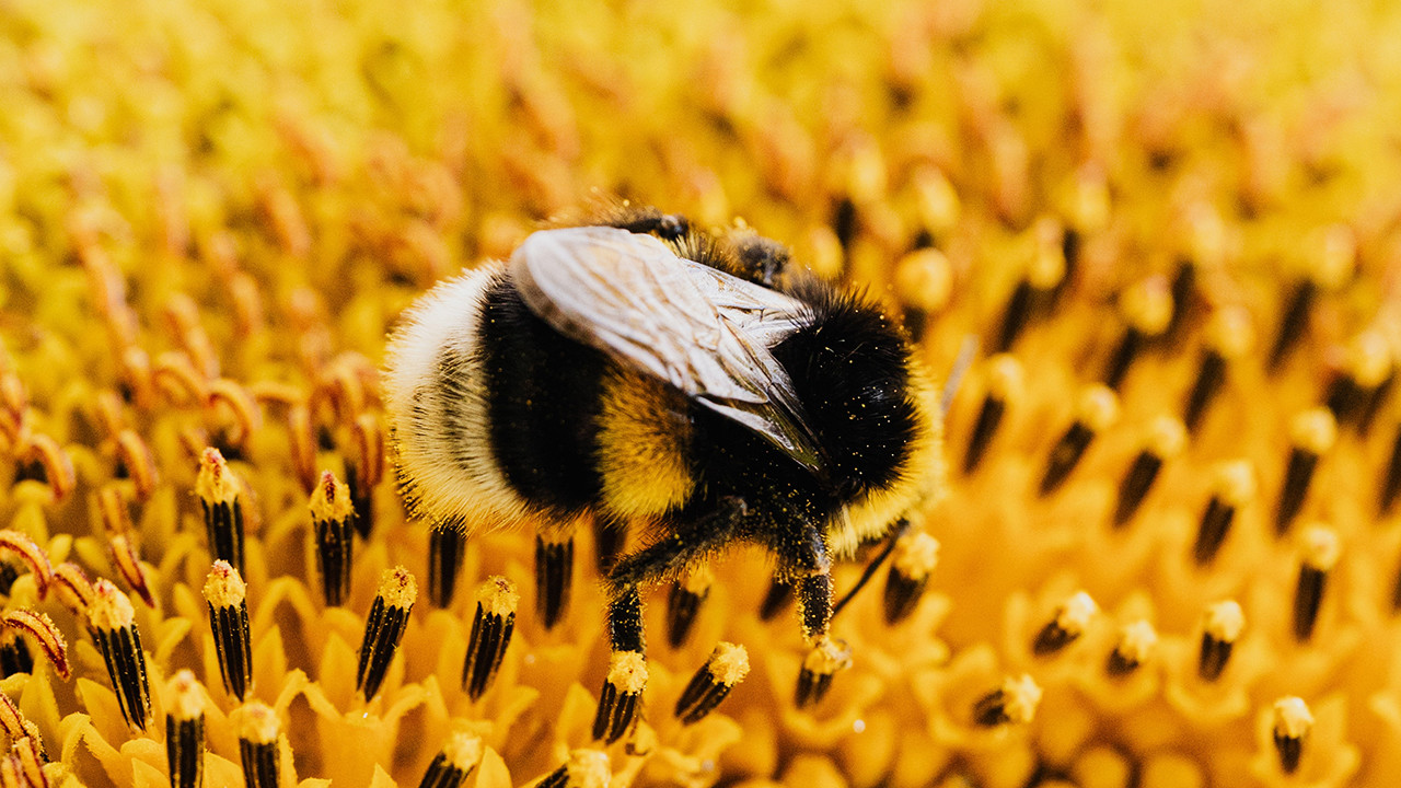 a historia da tua vida como se fosses uma abelha