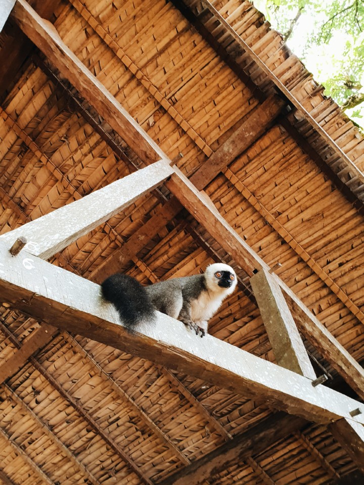madagascar-lemur.jpg