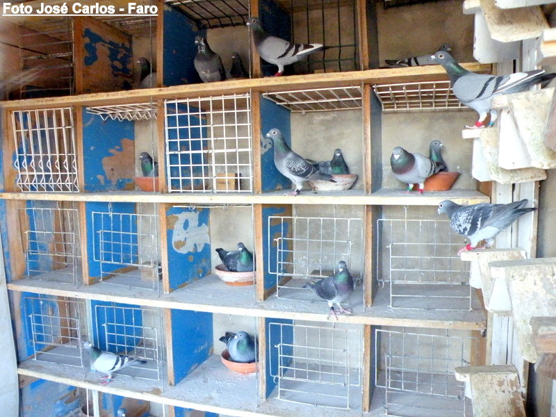 Carlos Soares - Faro 009.JPG