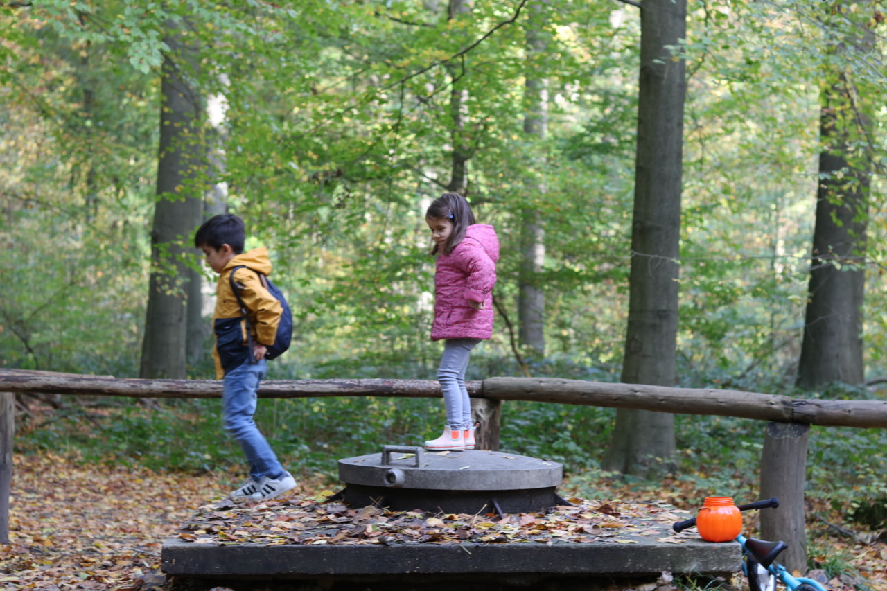 forest de soignes, bruxelles, belgique
