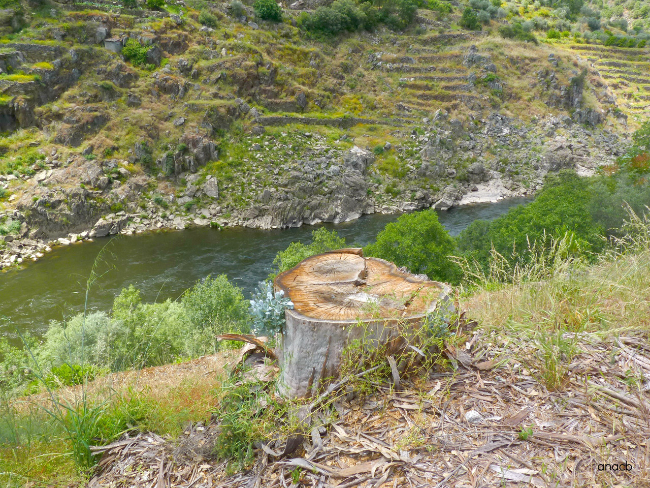 Passeio na antiga linha do Tua, Junho 2016