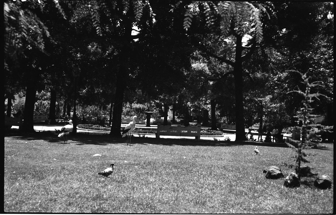 Jardim das Amoreiras, 1967, foto de Artur Inácio 