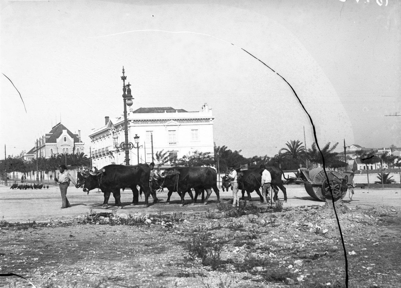 Obras de pavimentação, bois puxando um cilindro,