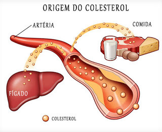 origem-do-colesterol.jpg origem-do-colesterol.jpg