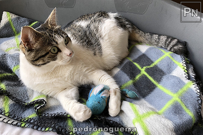 Jul_2019_104a 650px.jpg