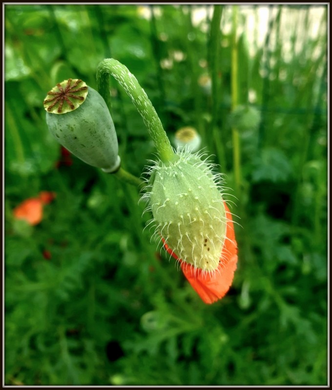 Cópia de 20200408_194411.jpg