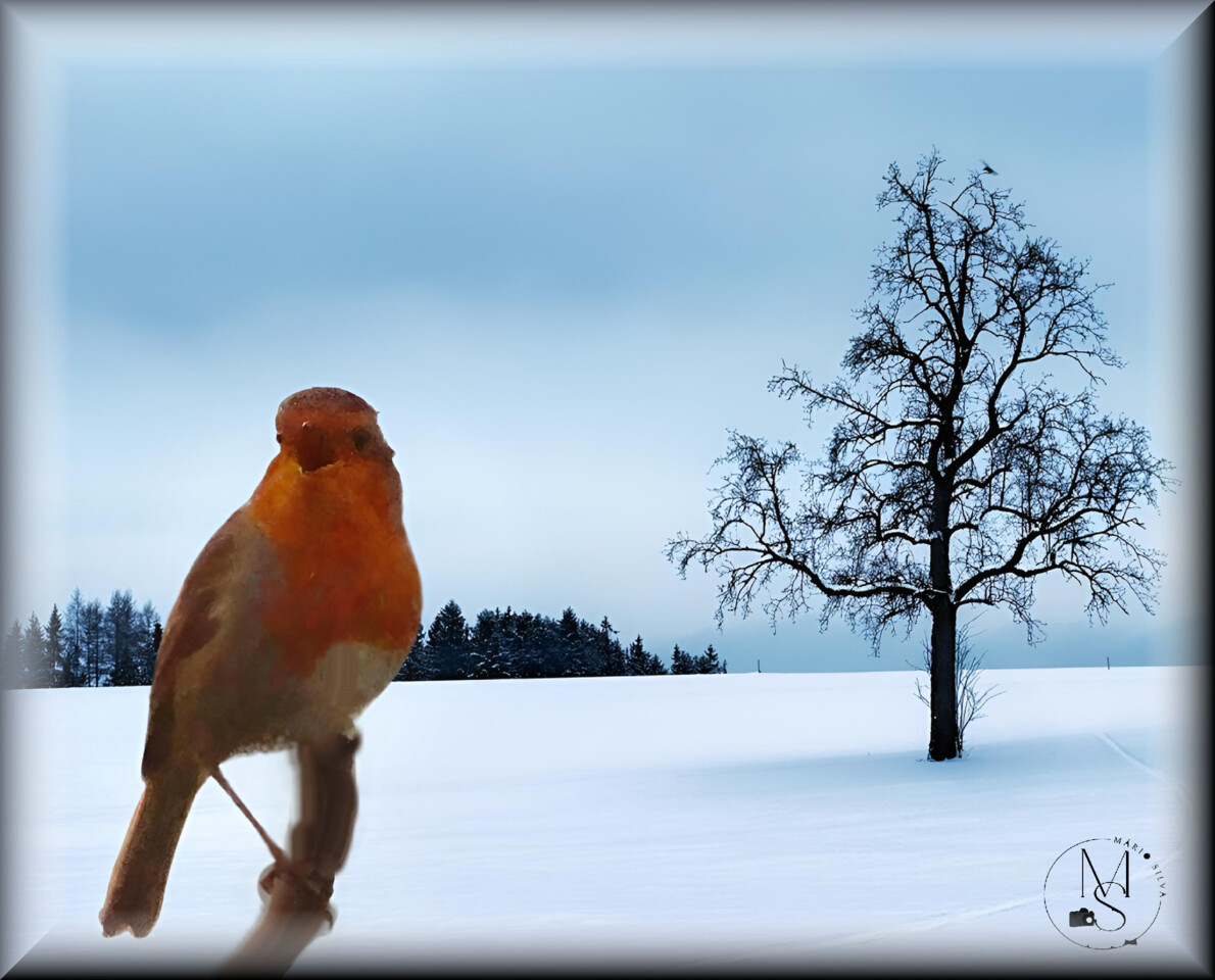 17Dez DSC00140-fotor-20251126185613_ms.jpg