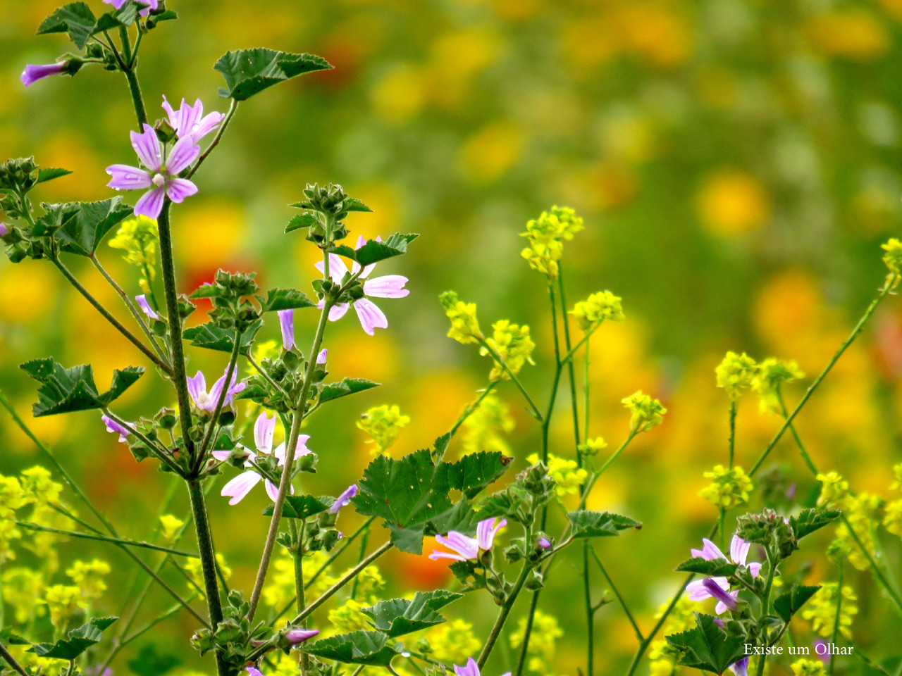 Um passeio pelo campo