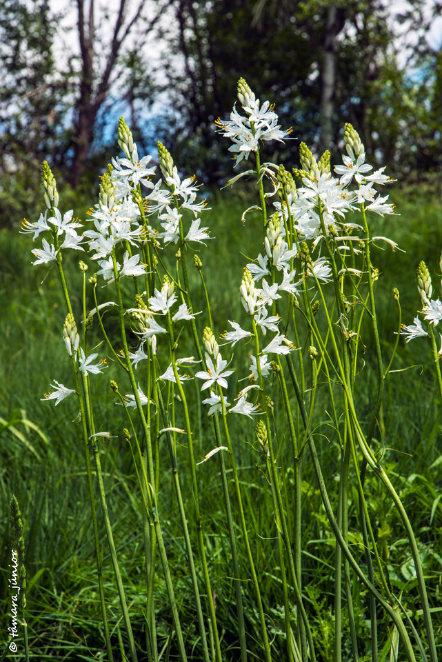 2015 - Cascata de Fírvidas (Montalegre) (141).jpg