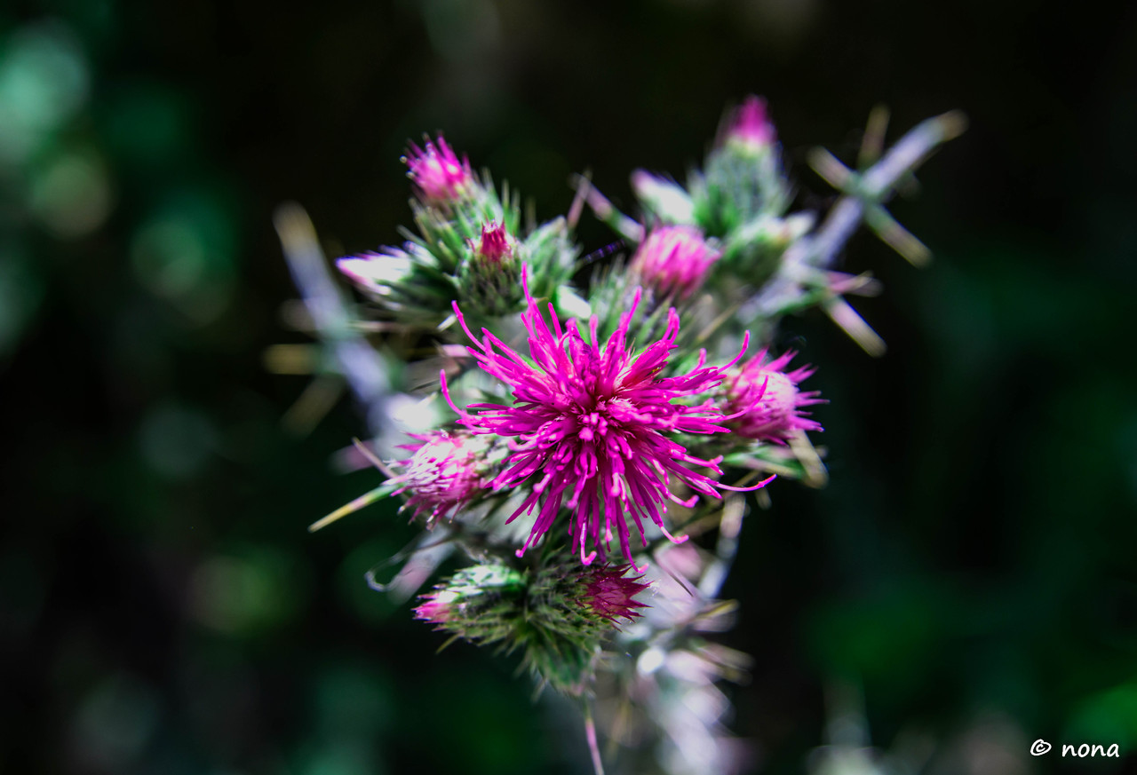 27.- Vagueando pela Montanha.jpg