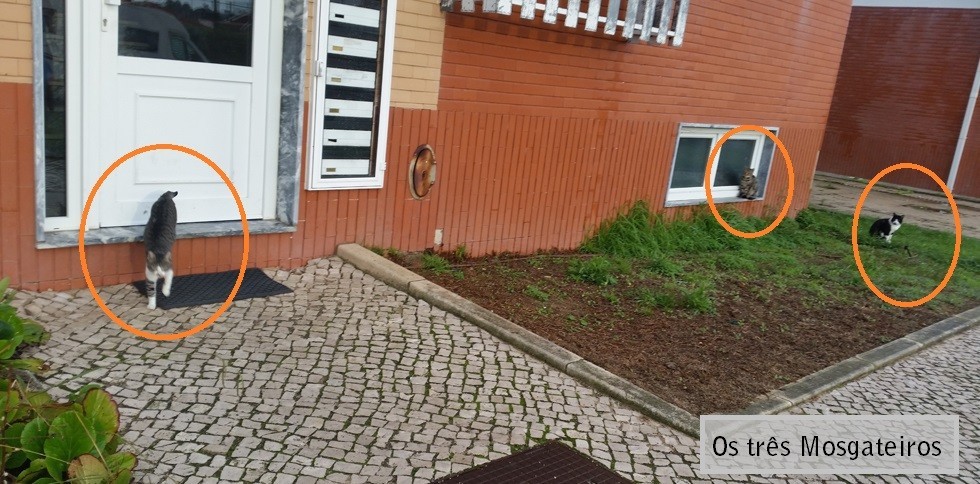 chegadacasa098.jpg chegadacasa098.jpg