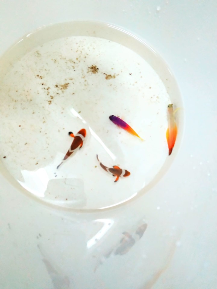 peixe de água salgada, tropical marine center