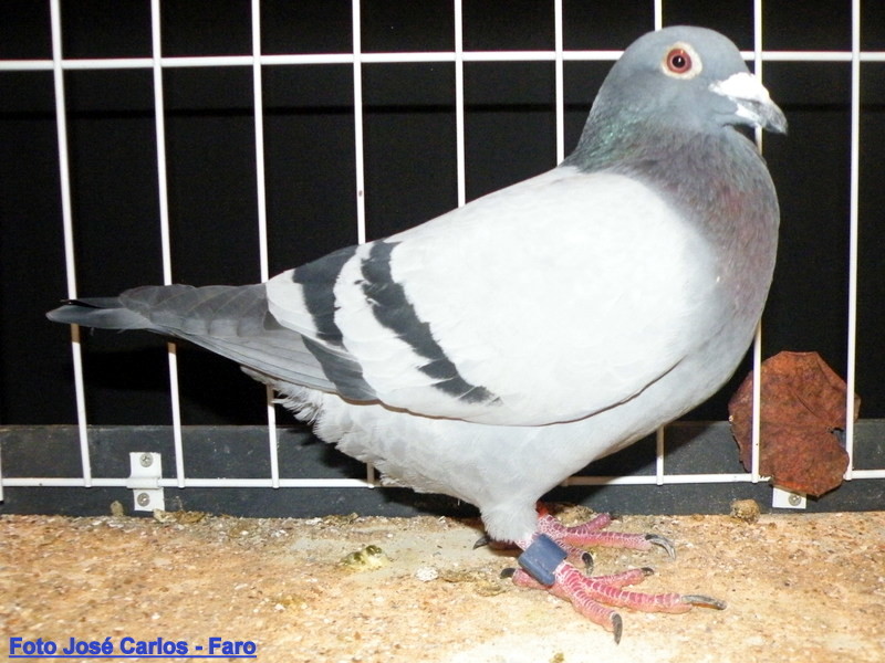 Feira Ibérica Beja 2018 014.JPG Feira Ibérica Beja 2018 014.JPG