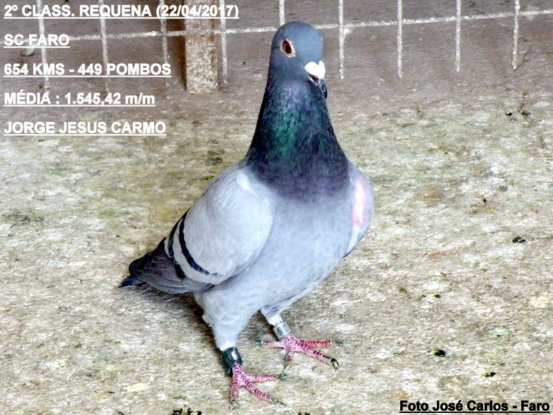 Requena 2017 012.JPG