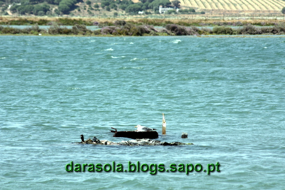 Maresmas_Isla_Canela_07.JPG Maresmas_Isla_Canela_07.JPG