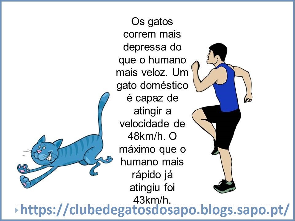curiosidades-sobre-gatos.jpg curiosidades-sobre-gatos.jpg