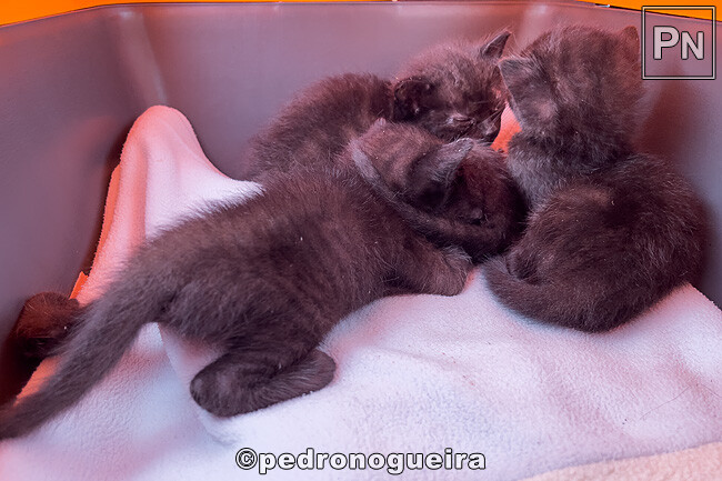 Ago_2025_042 650px.jpg