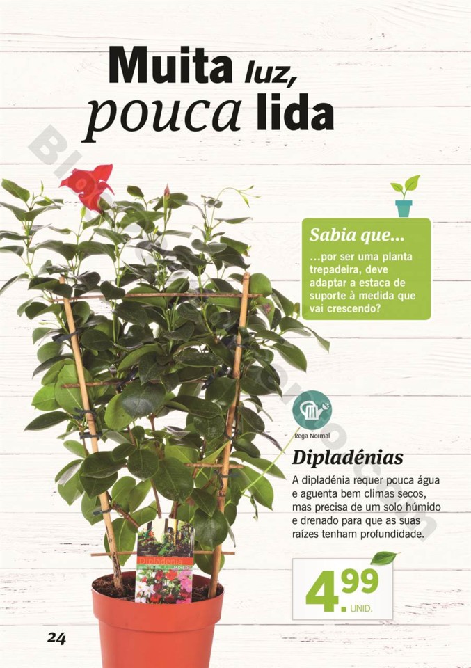 plantas_lidl_mercado_023.jpg