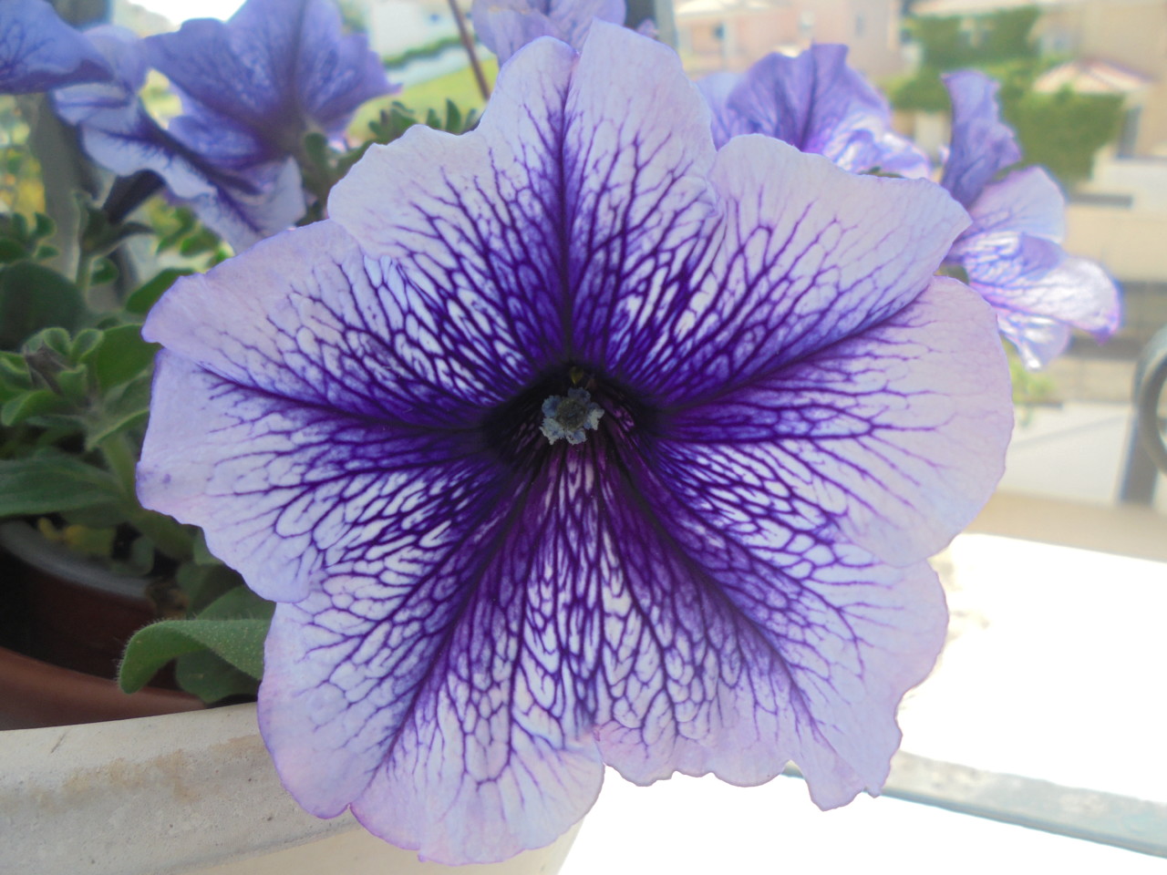 Petúnia lilás.JPG