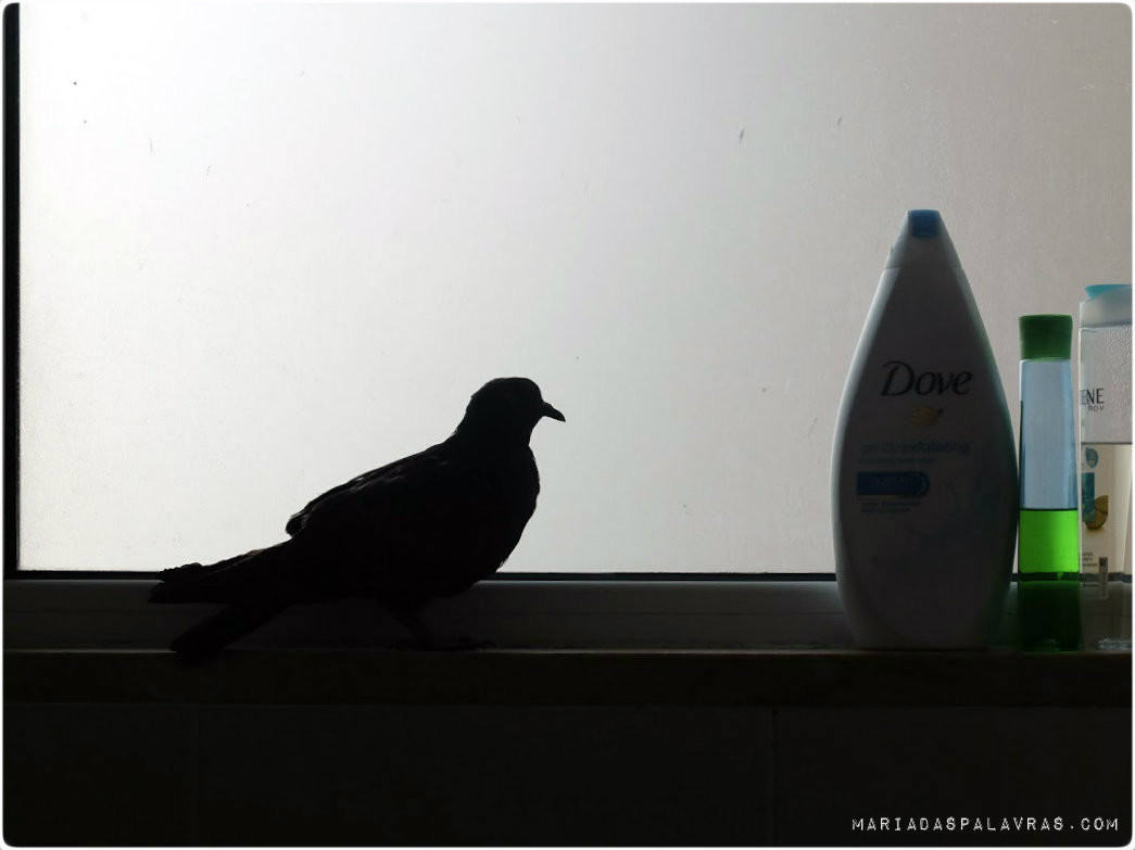 O pombo faz uma tour à casa da Maria das Palavras 3