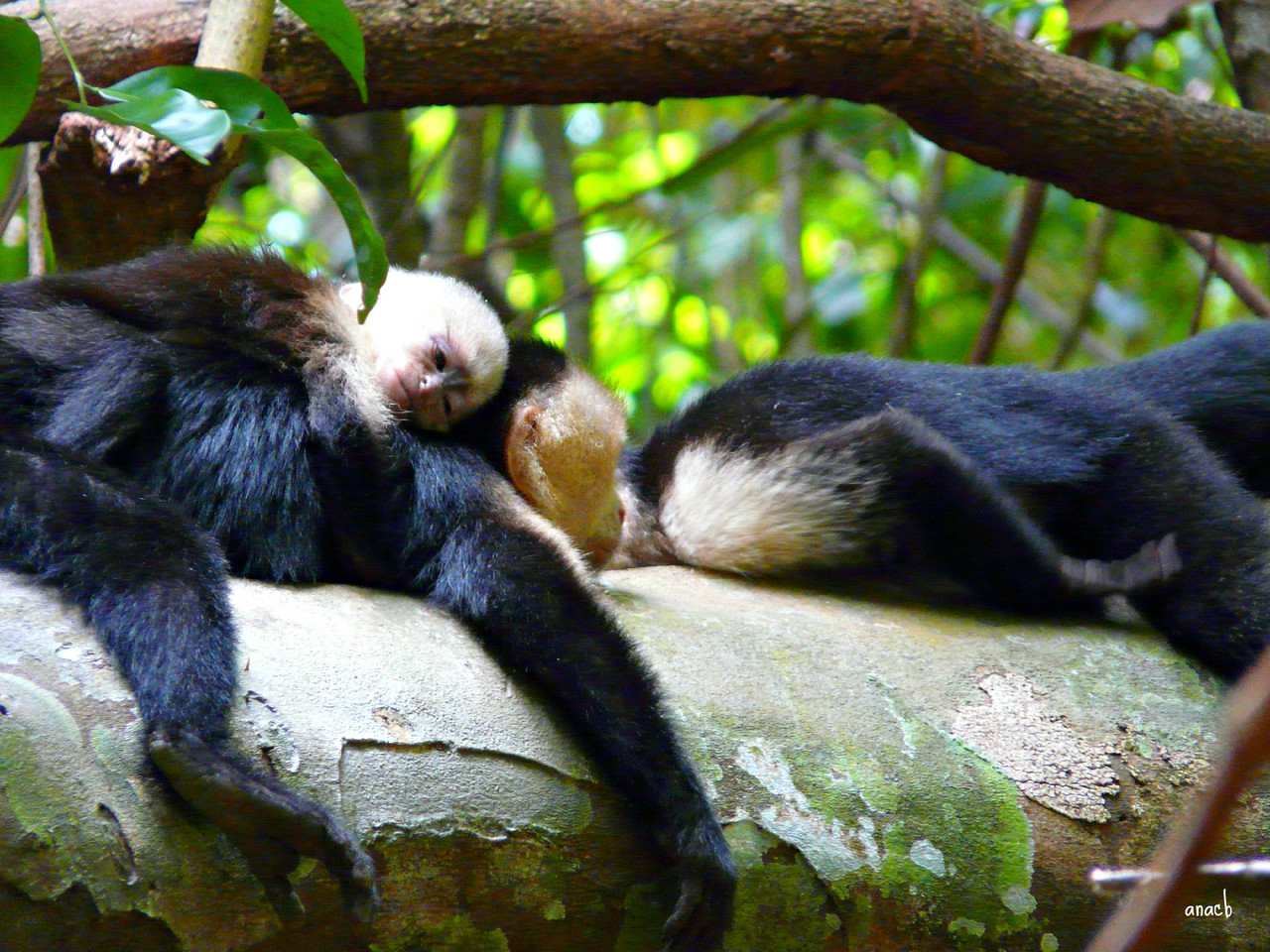 Parque Manuel Antonio-macaco-capuchinho (2).jpg