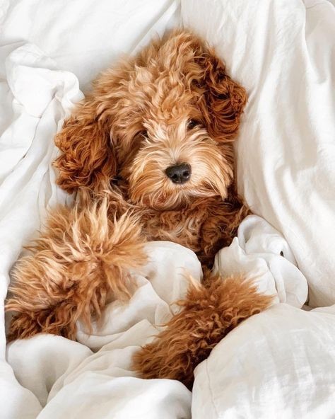 🦋 @Izzygosper.jpg