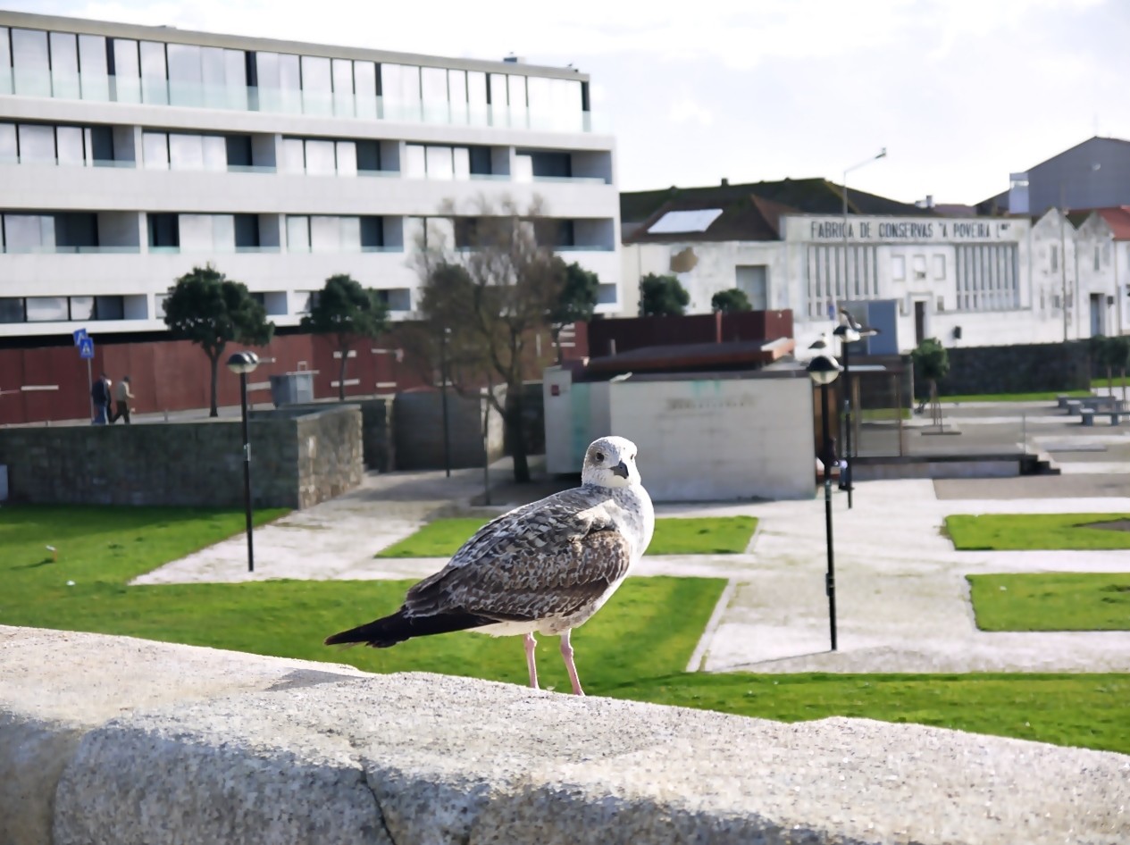 Gaivota Castelo da Póvoa.JPG