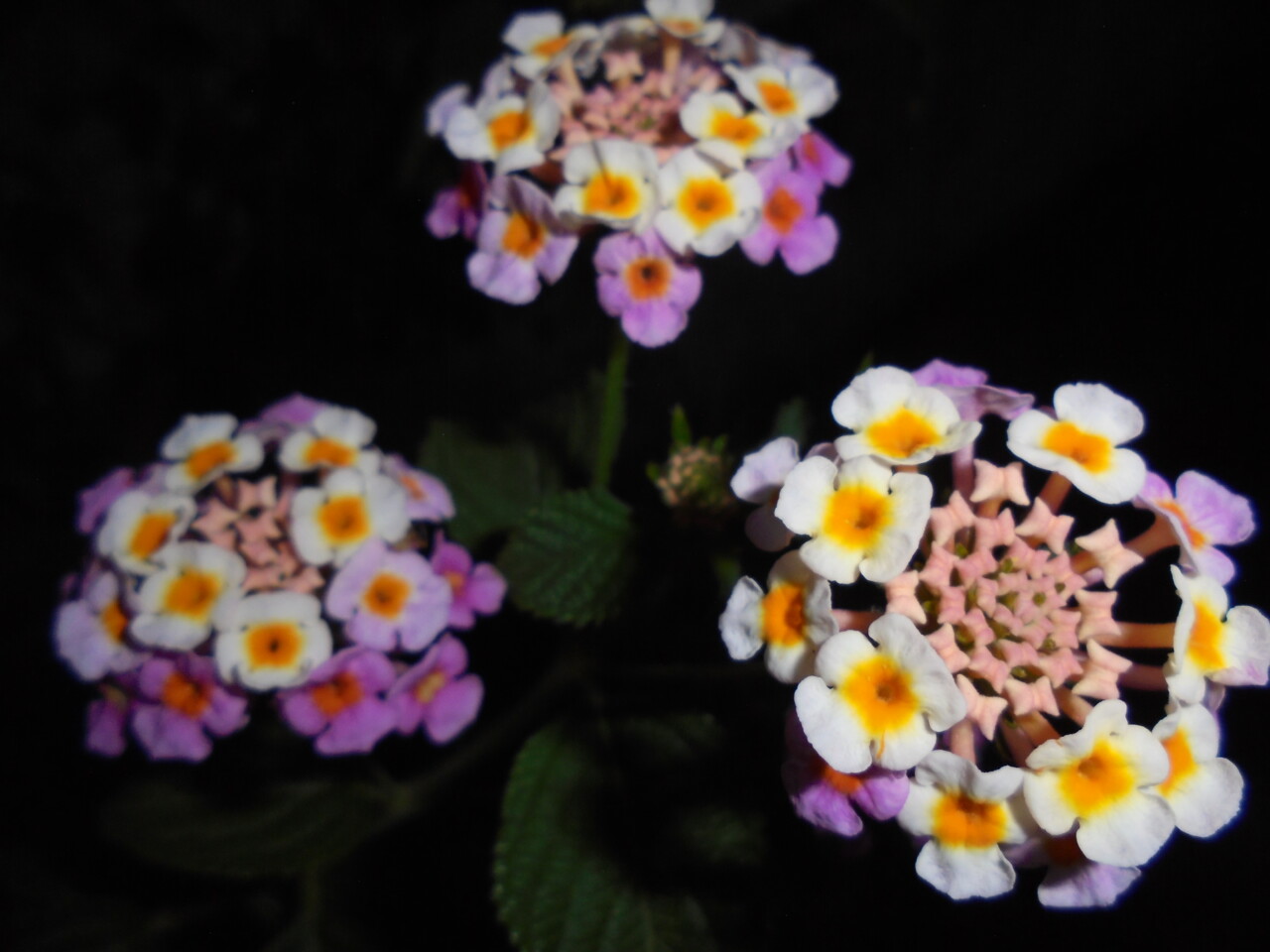 Lantana