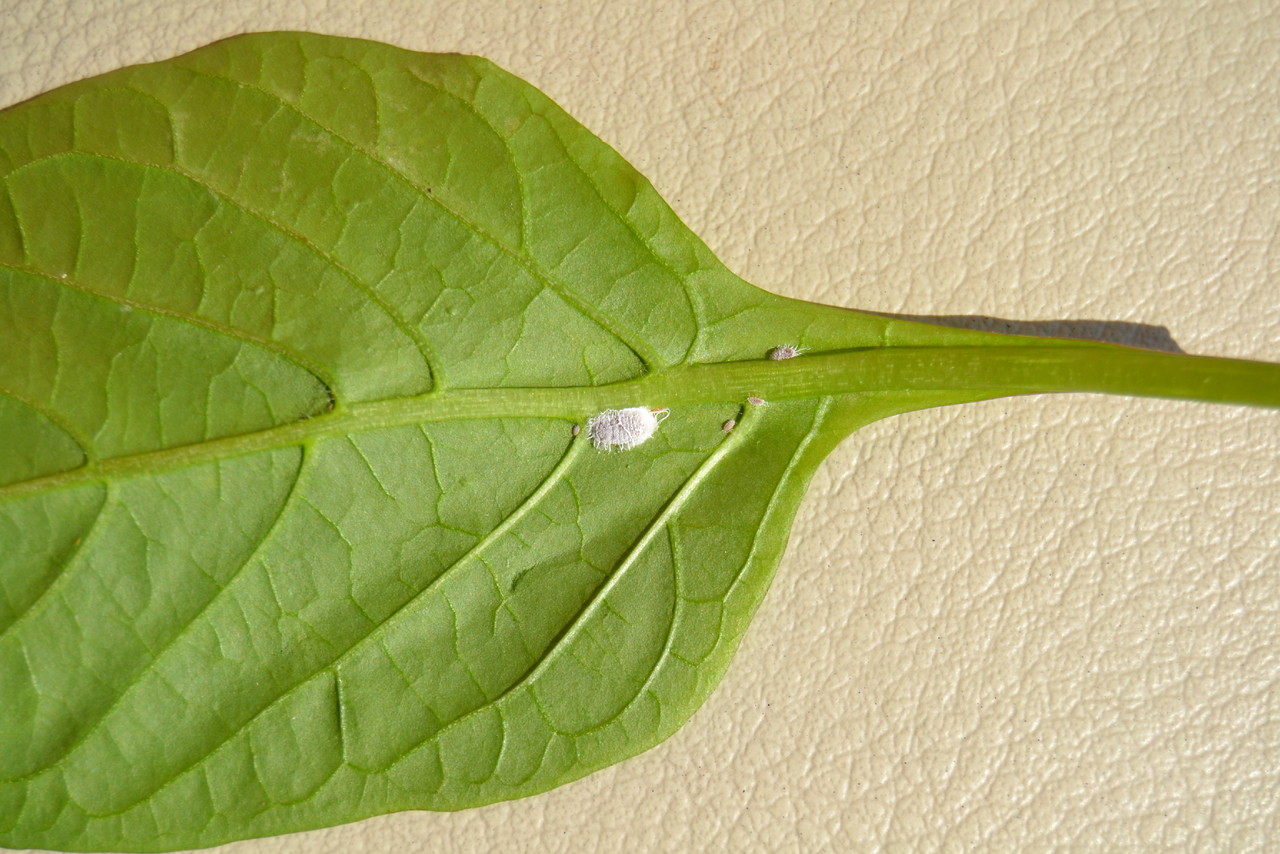 Cochonilha Cochonilha