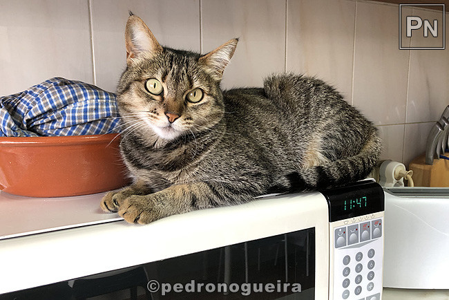 Mai_2019_057 650px.jpg