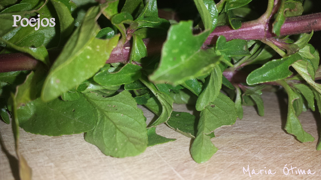 Poejos_Maria Ótima.jpg