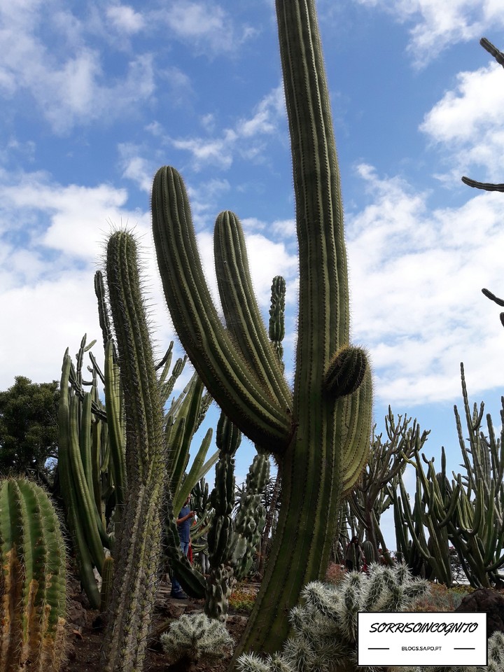 Cátia Jardim botânico Madeira