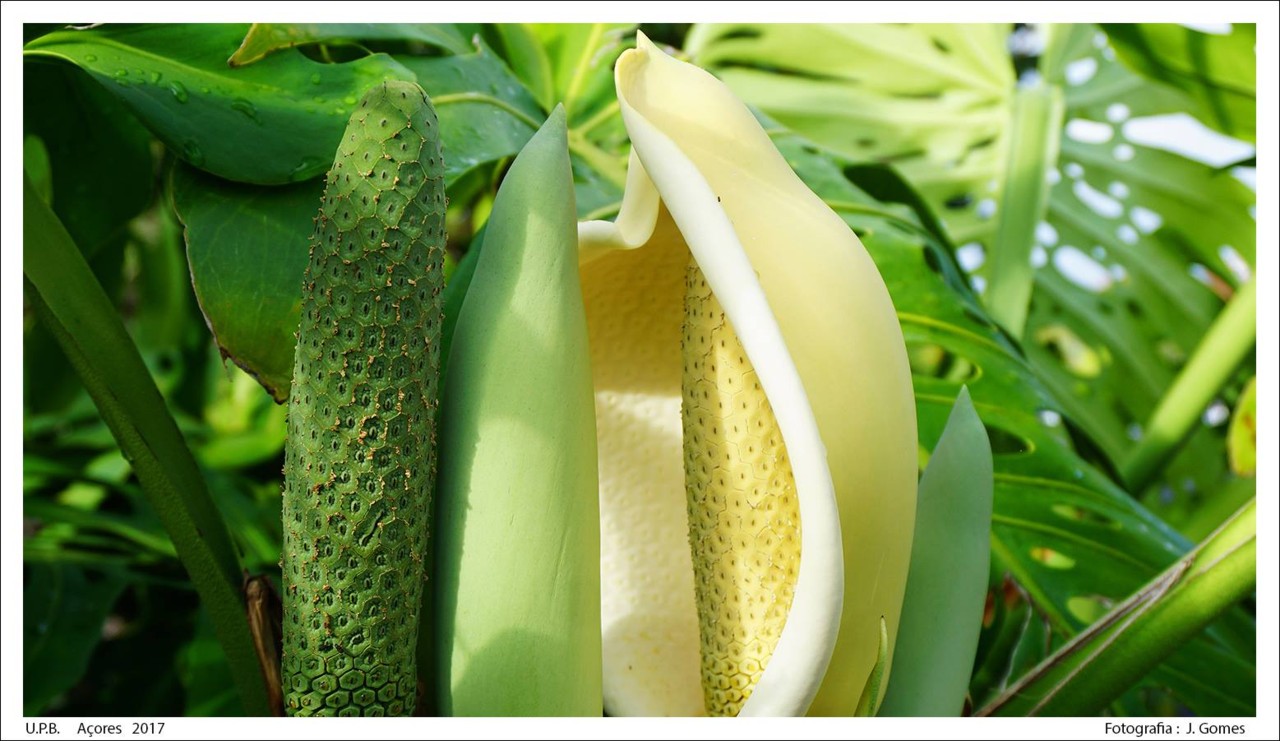 22467603_1962872690396443_233251140518700507_o.jpg 22467603_1962872690396443_233251140518700507_o.jpg