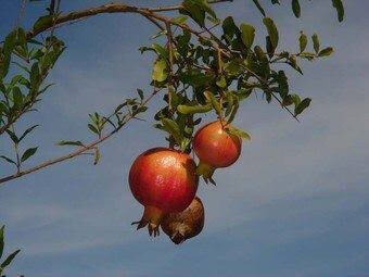 49180756_2022255084529047_8379917391374581760_n.jp