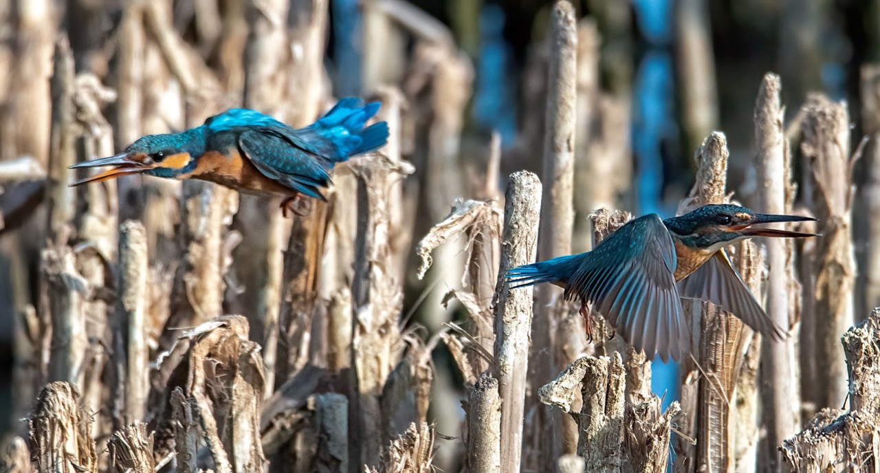 120098645_1652783141555997_5790464566985909132_o.j 120098645_1652783141555997_5790464566985909132_o.j