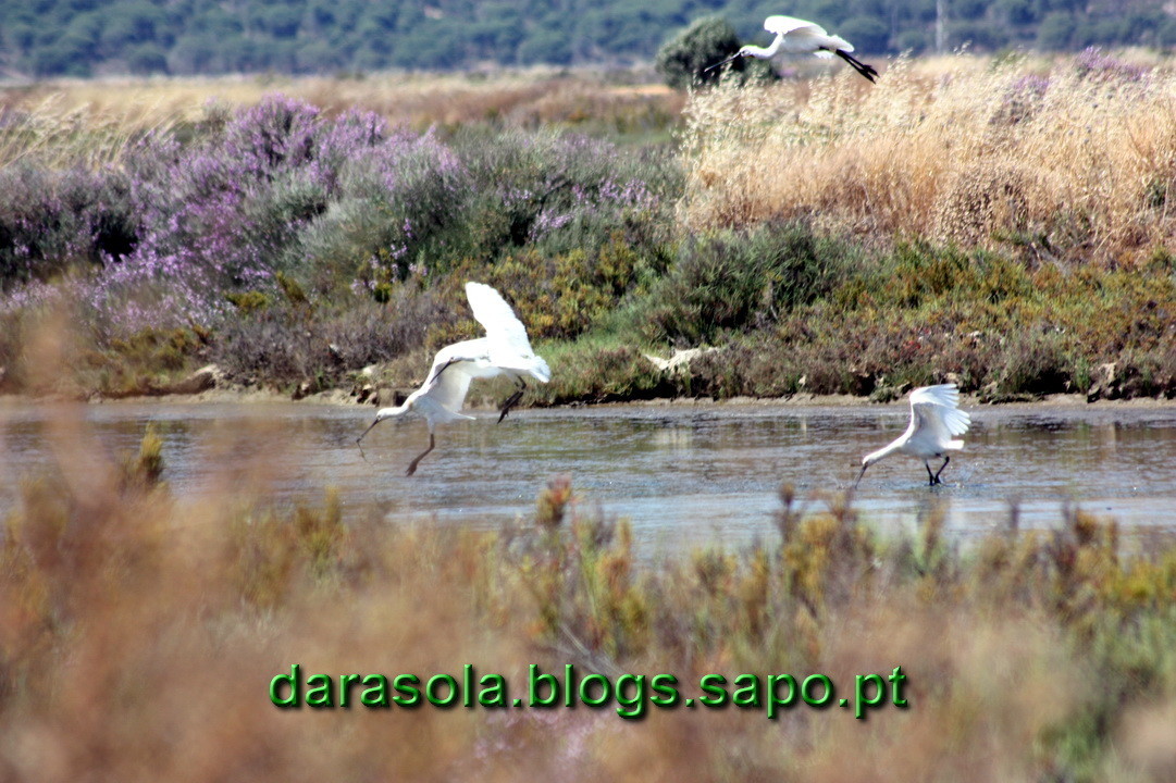 Maresmas_Isla_Canela_05.JPG Maresmas_Isla_Canela_05.JPG