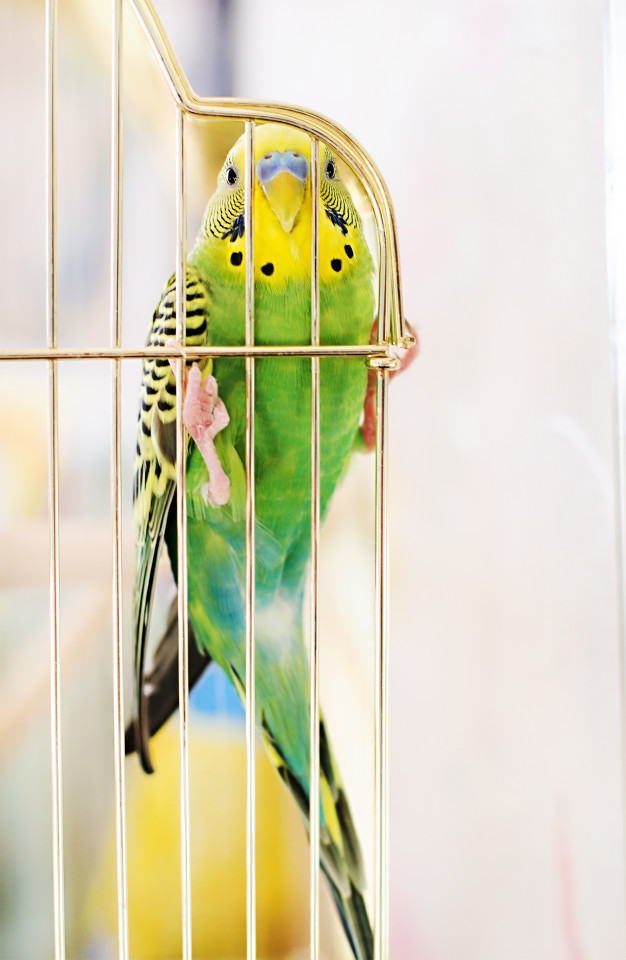periquito-australiano-na-gaiola_119973-309.jpg