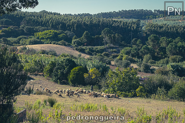 Set_2025_076 650px.jpg