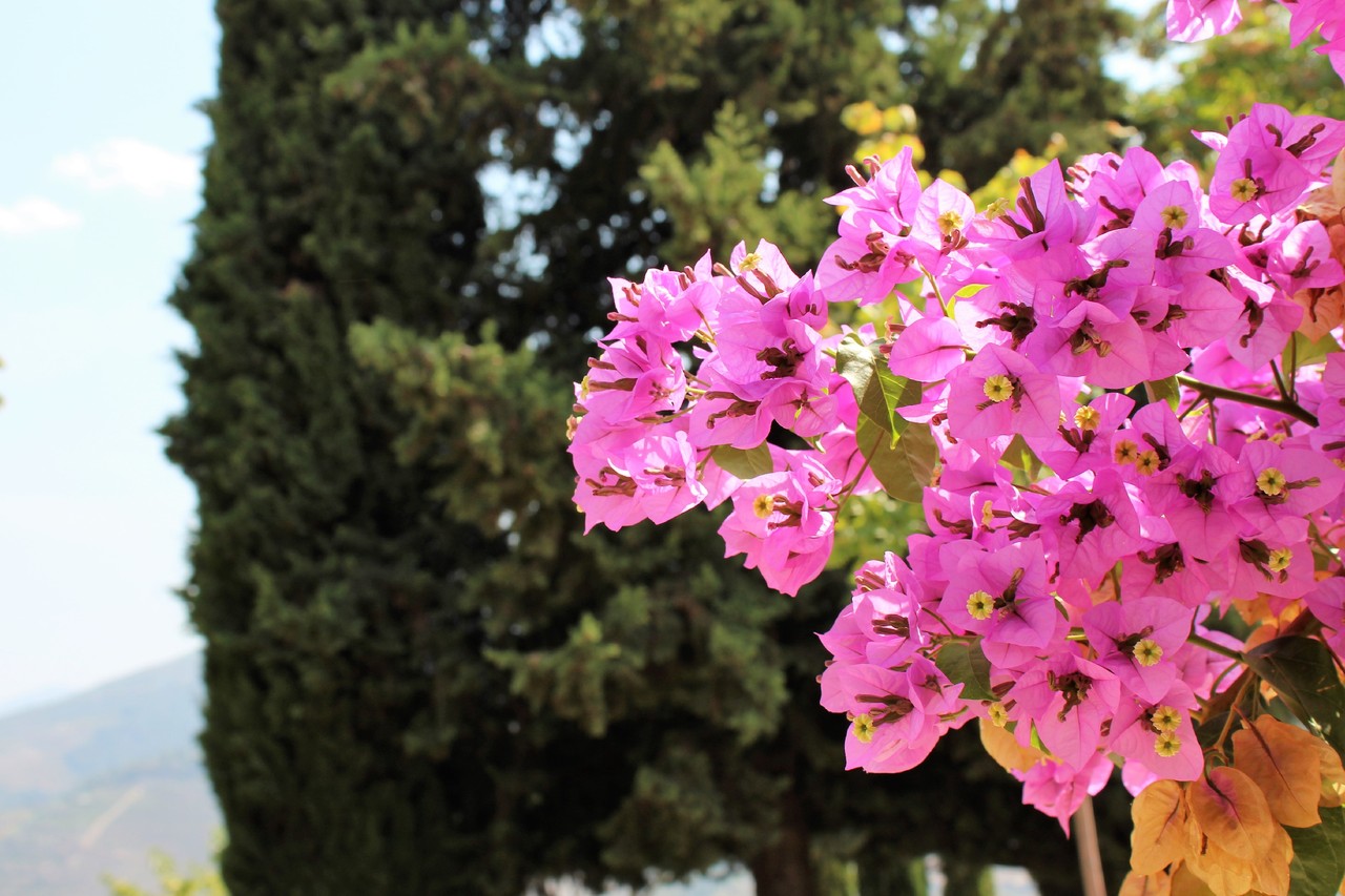 Quinta Nova de Nossa Senhora do Carmo