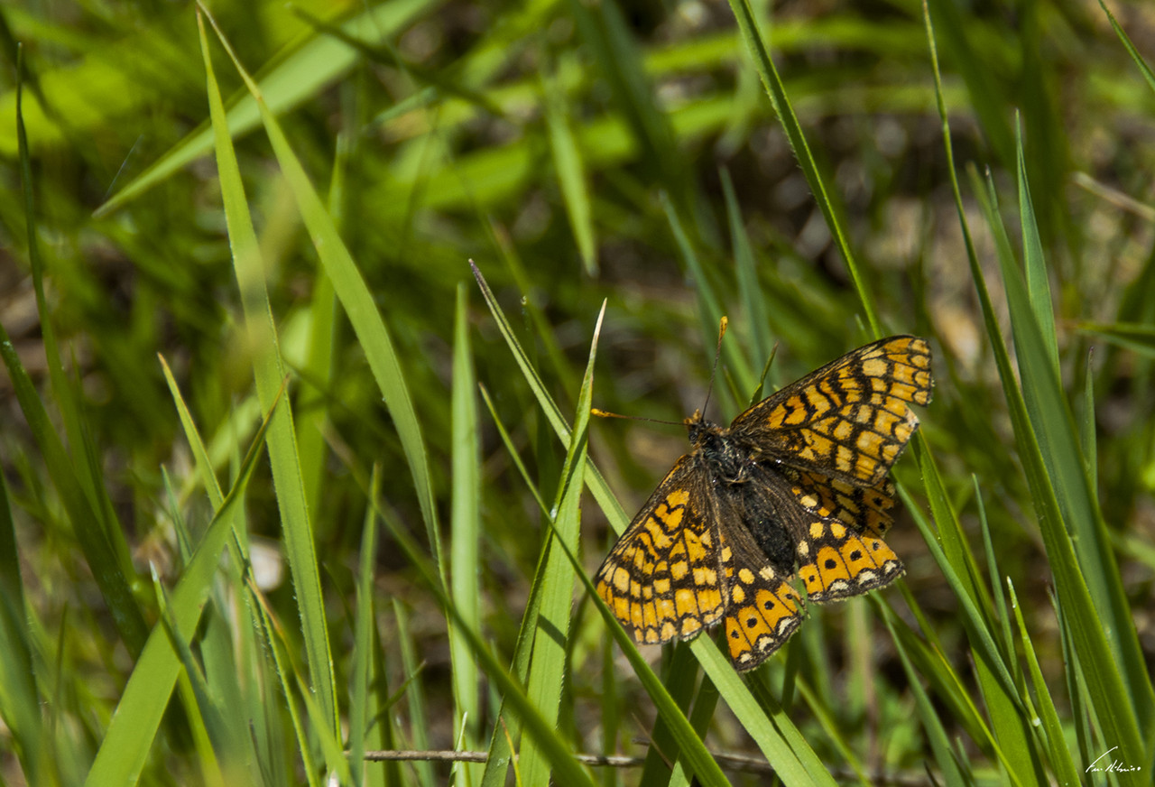 1600-firvidas (209).jpg