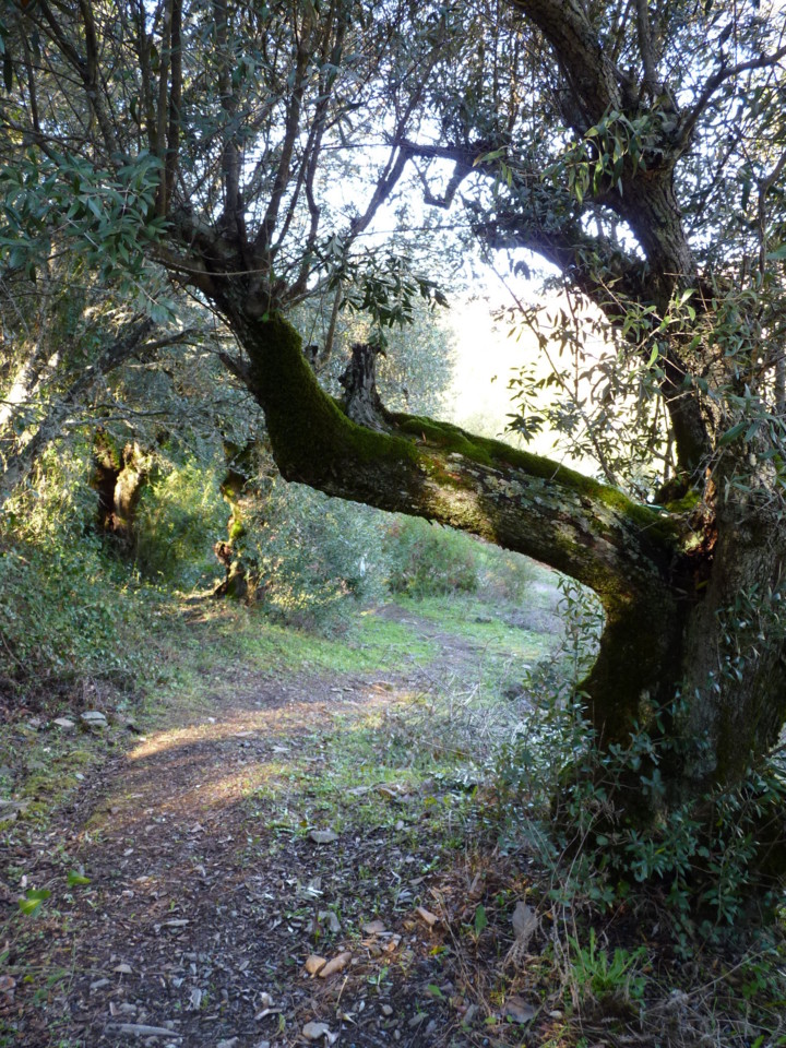 Trilho da mina de ouro do Conhal (9).JPG